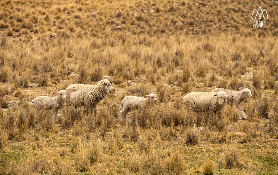 Qué es la lana de oveja merino